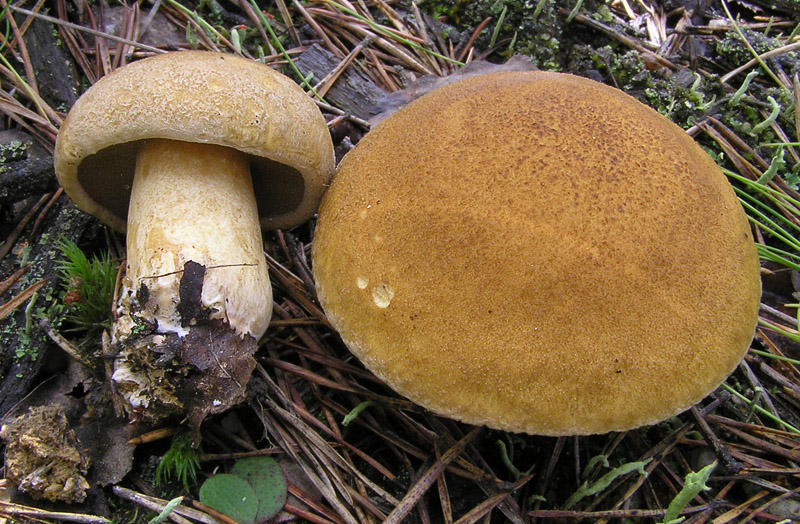 Suillus variegatus